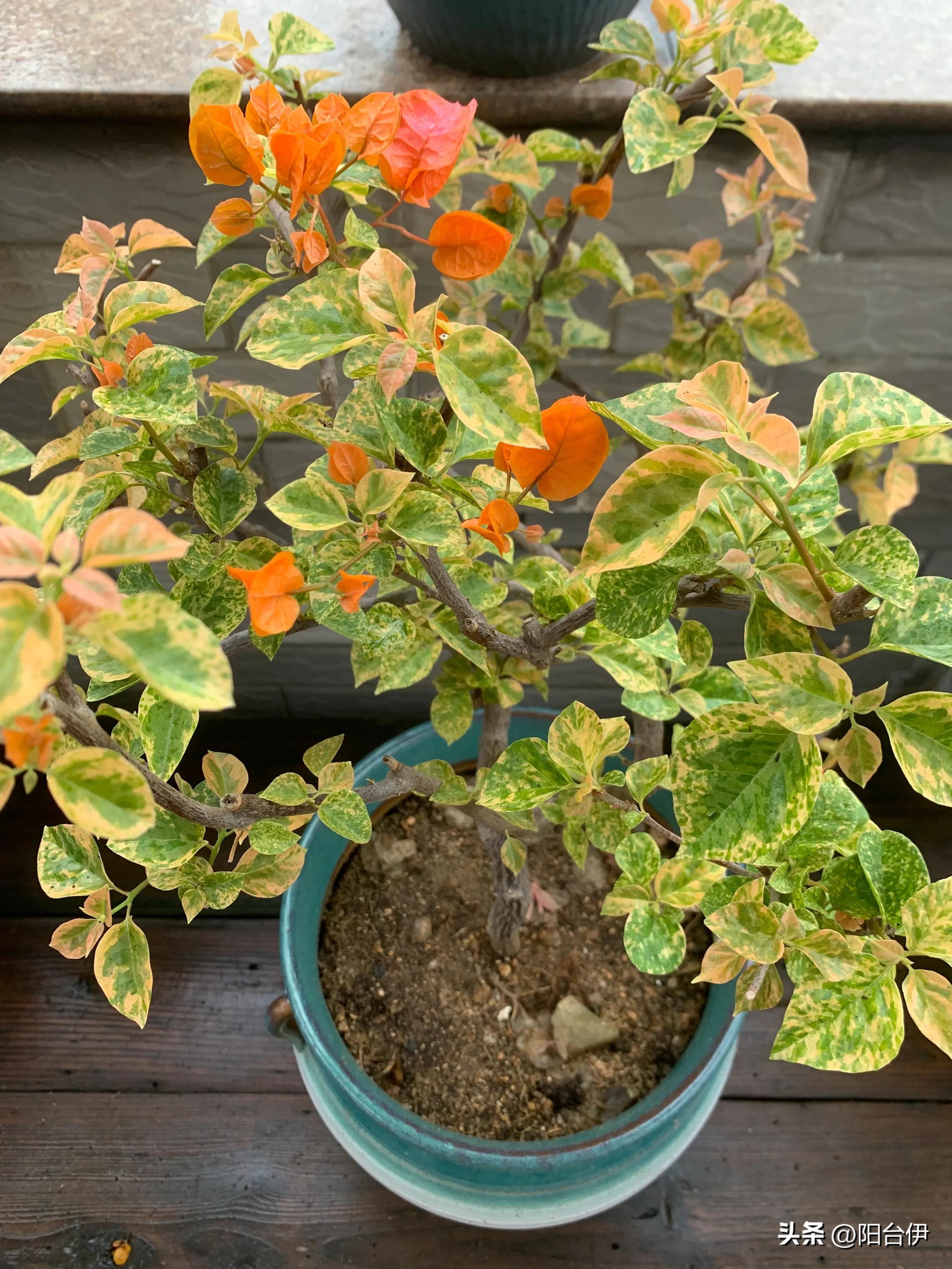 花叶橙蝶三角梅勤花吗,花叶印度橙粉三角梅