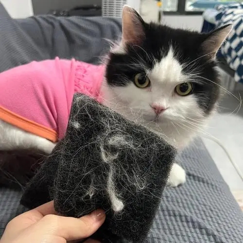 养猫不能不知道的这几件事,养猫最经常遇到的16个问题详解