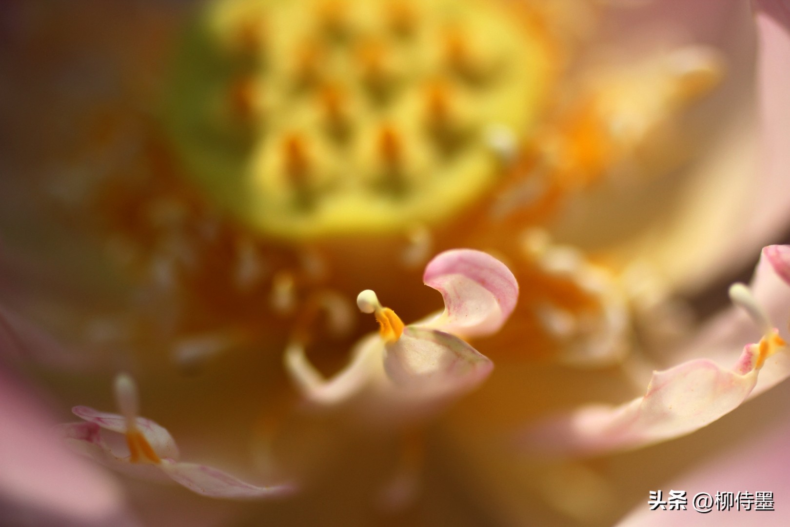 拍荷花怎么拍出高级感专业模式,如何拍出荷花高清图片