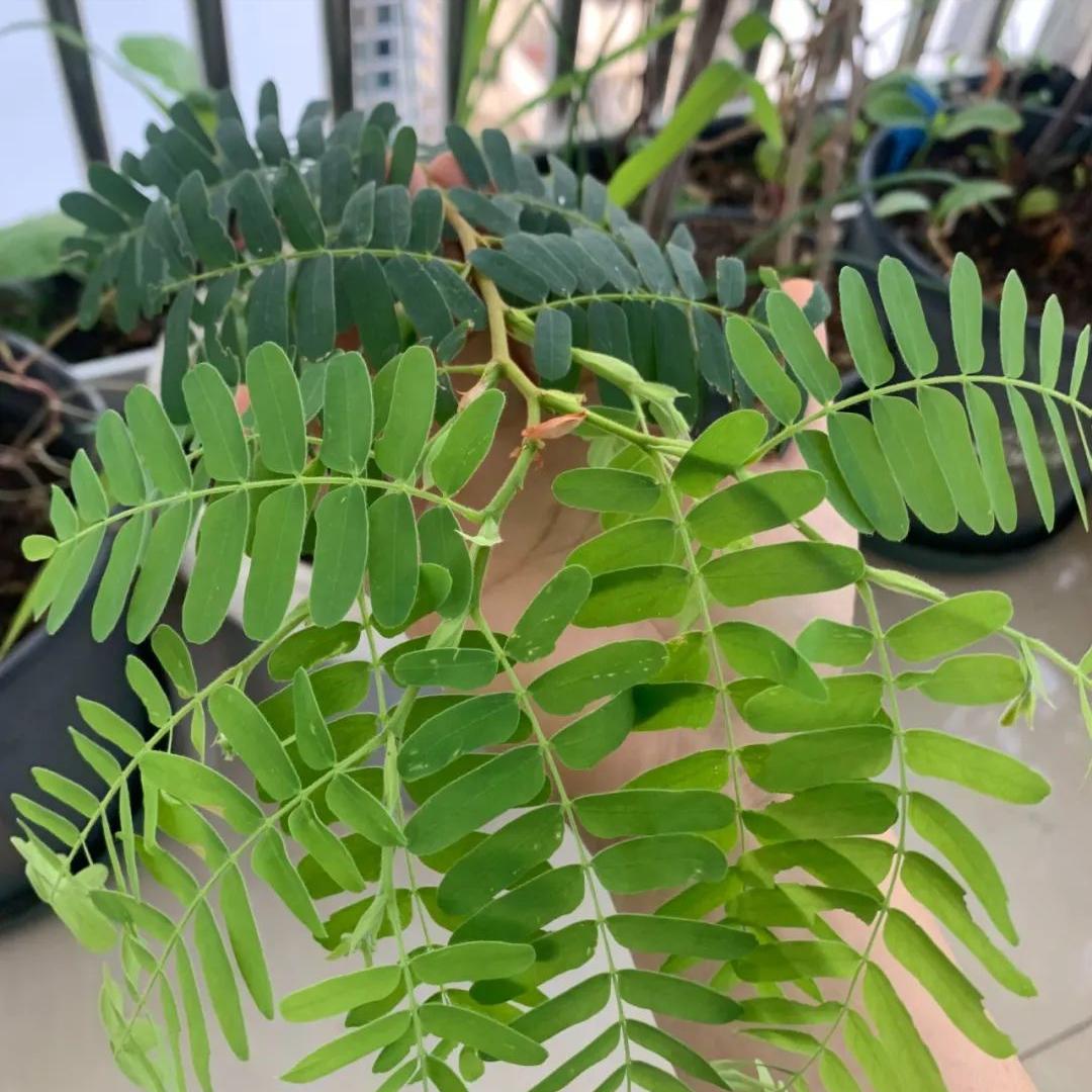 阳台适合种的果树蔬菜,阳台可以种植什么小果树