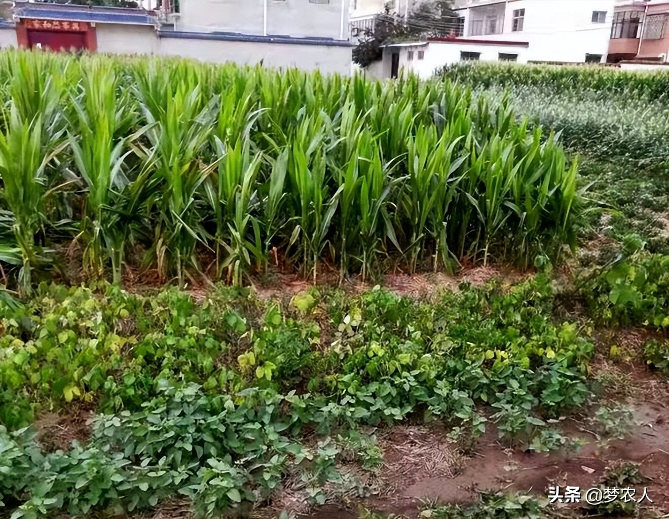 未来农村吃香的五种行业,未来农村适合做什么的行业