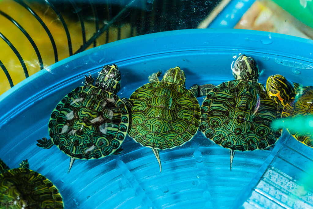 cici育儿,小小的乌龟宝宝该怎么养