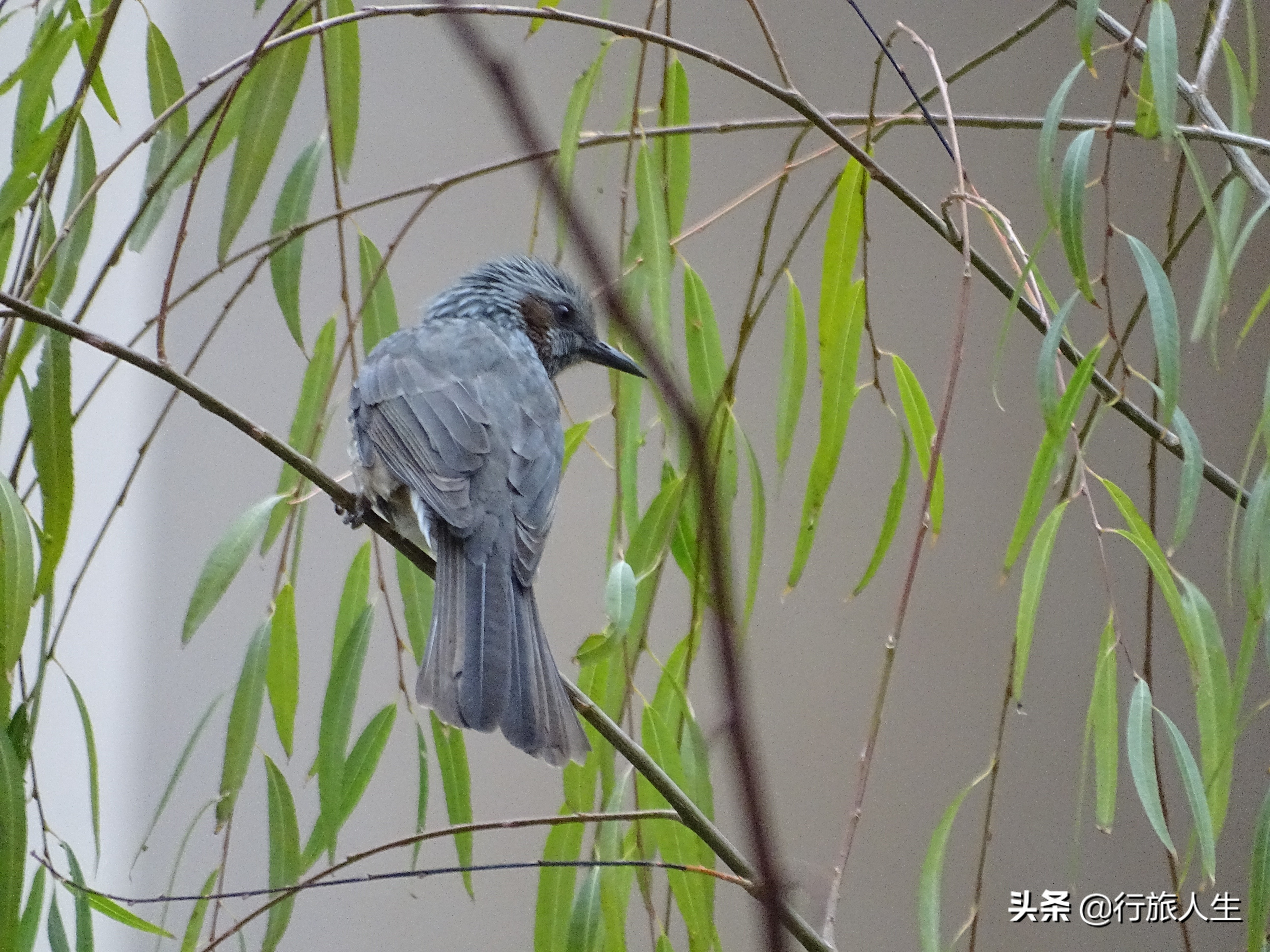 冬日的鸟儿文案,冬日鸟儿在树上图片