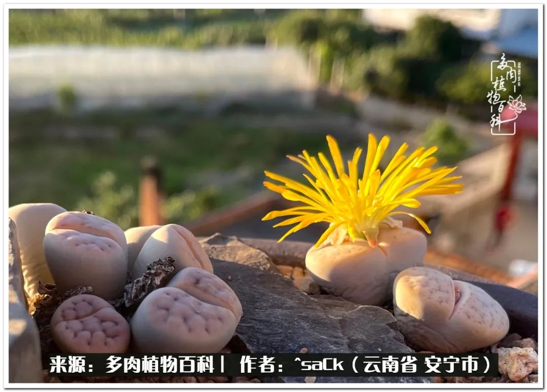 情不知所起一往而深歌曲,情不知所起一往而深完整版