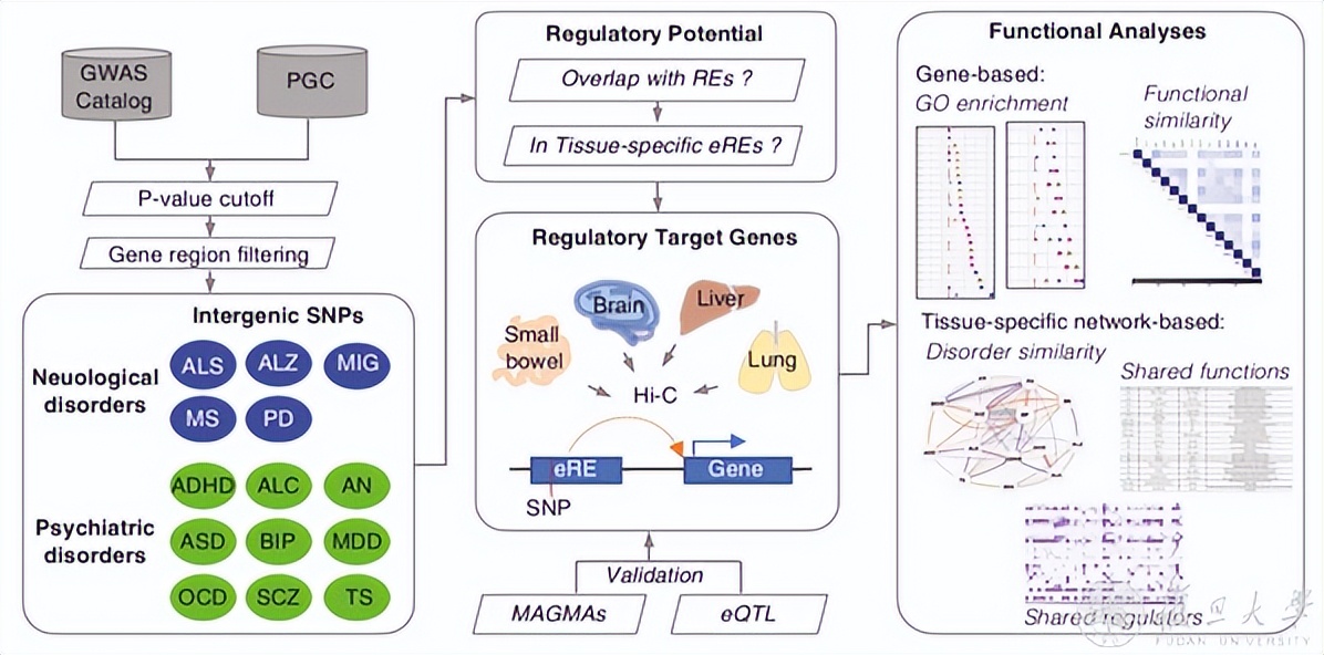 复旦团队发表研究成果,复旦大学最新科研消息