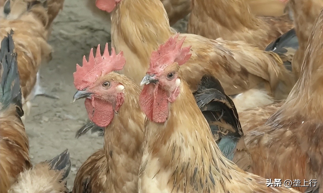 新手土鸡养殖技术视频,散养土鸡晚上鸡棚要点灯吗