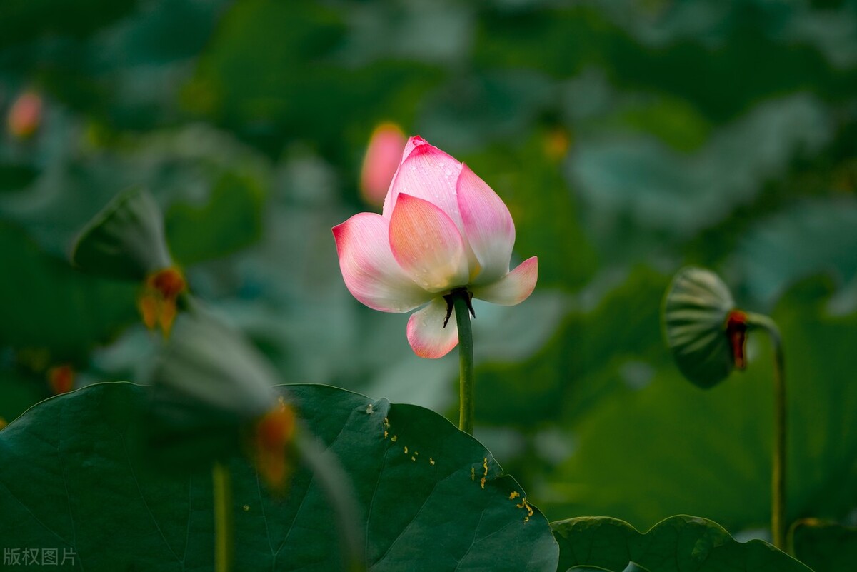 鏉ユ澂2024鍏ㄧ硸鍘诲啺濂惰尪鍥剧墖,鏉ユ澂2022鍏ㄧ硸鍘诲啺閰嶄粈涔堝浘