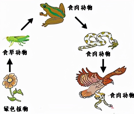 白人和中国人身高对比,中国人比白种人强壮吗