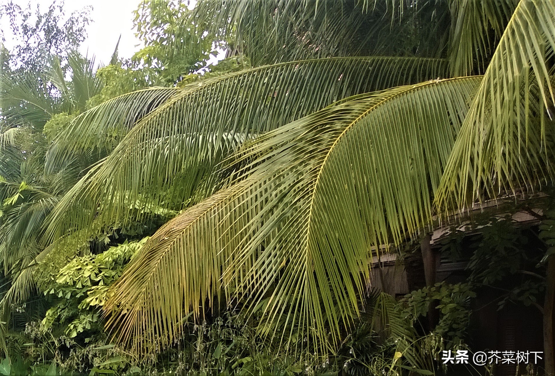 心机？心计？与心术？敬谢不敏