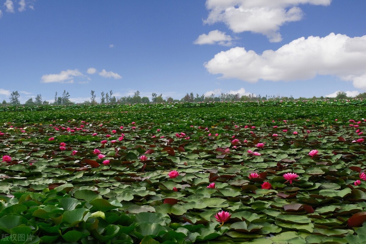 白洋淀影视基地旅游攻略,白洋淀旅游攻略美食