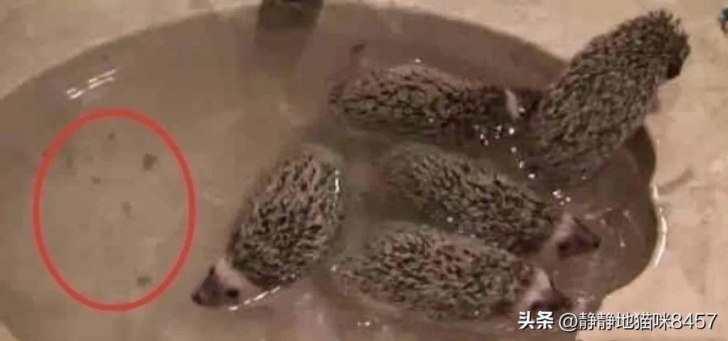 吓人！男子捉野生刺猬给孩子做宠物，给游动的黑点吓蒙