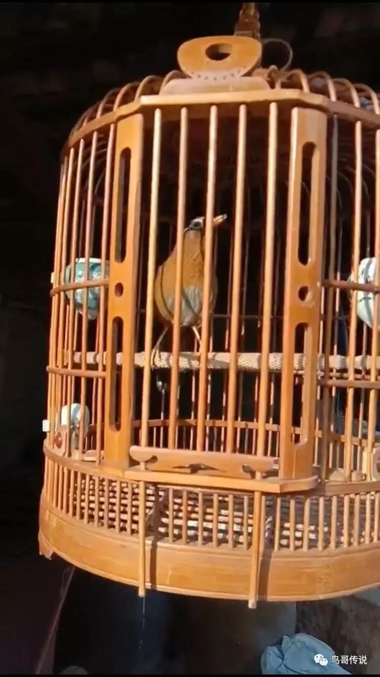 画眉鸟落性了怎么养,画眉鸟落性如何恢复