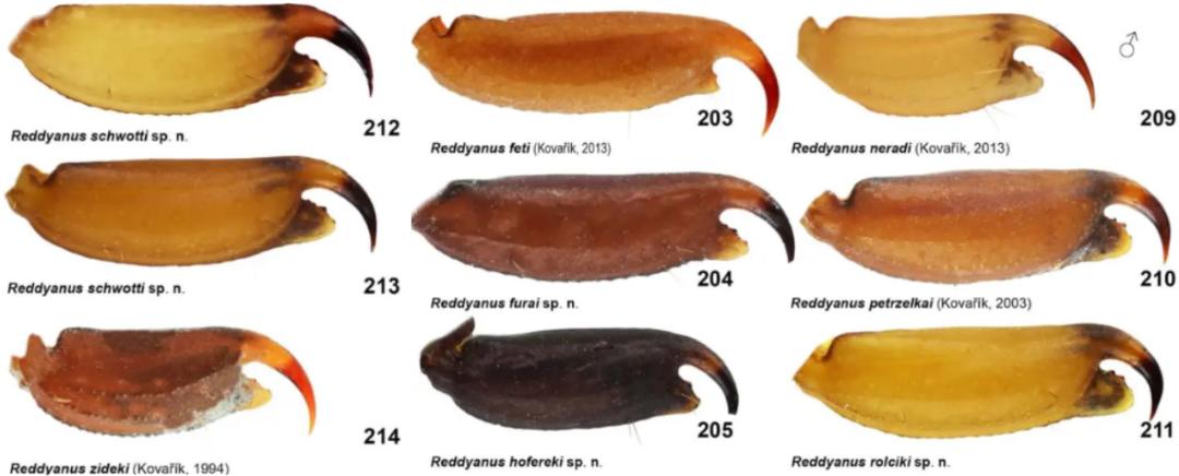 每年杀死人类最多的五种动物,每年杀人最多的六种动物