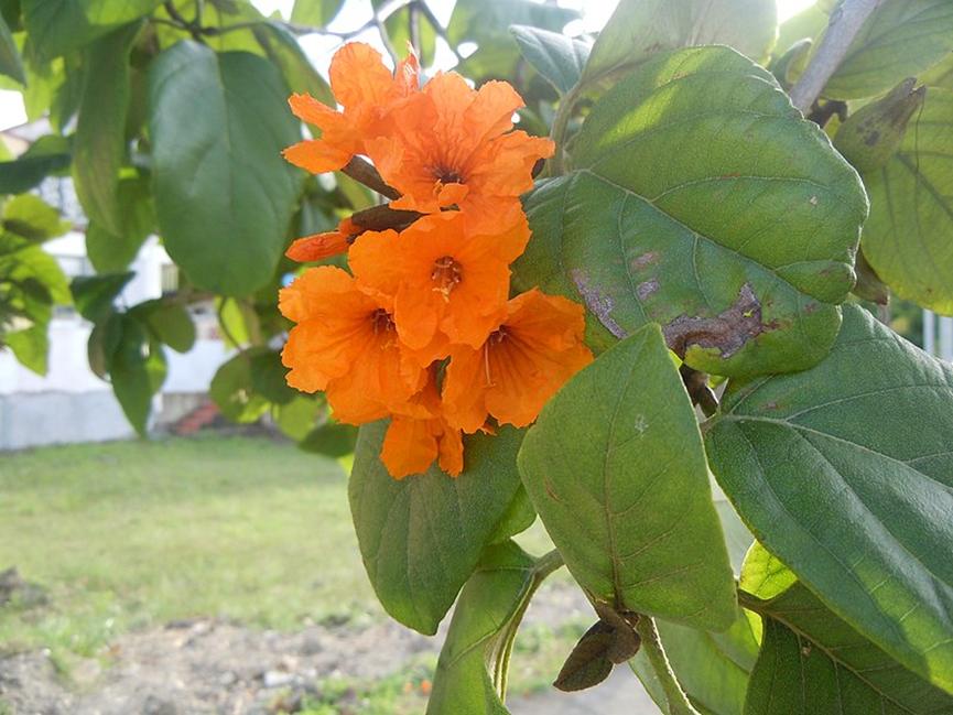 迪拜适合养什么植物,迪拜常见花草