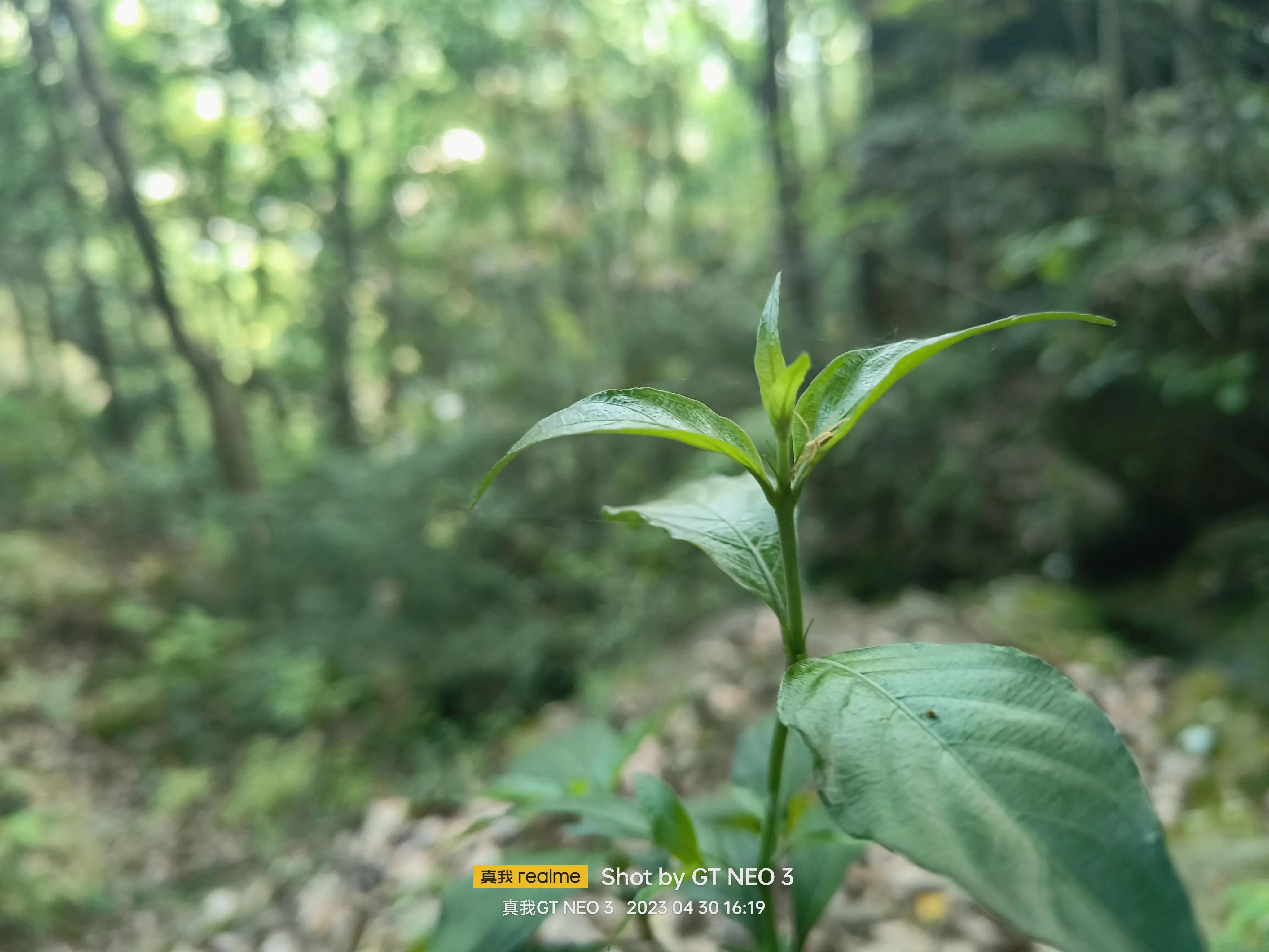 雁荡旅游日,雁荡二日游亲子