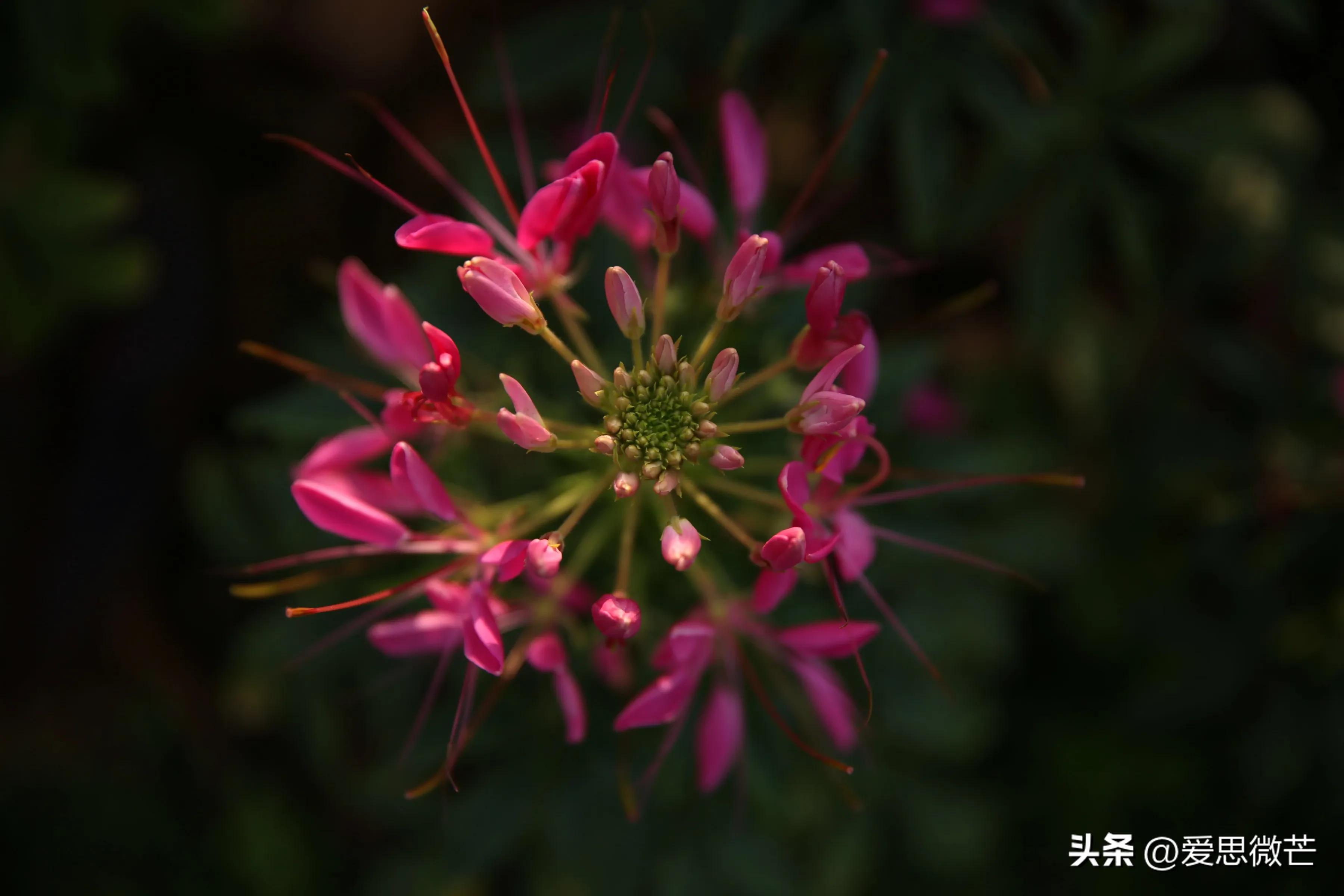 臭臭的花,最难闻的花和最好闻的花