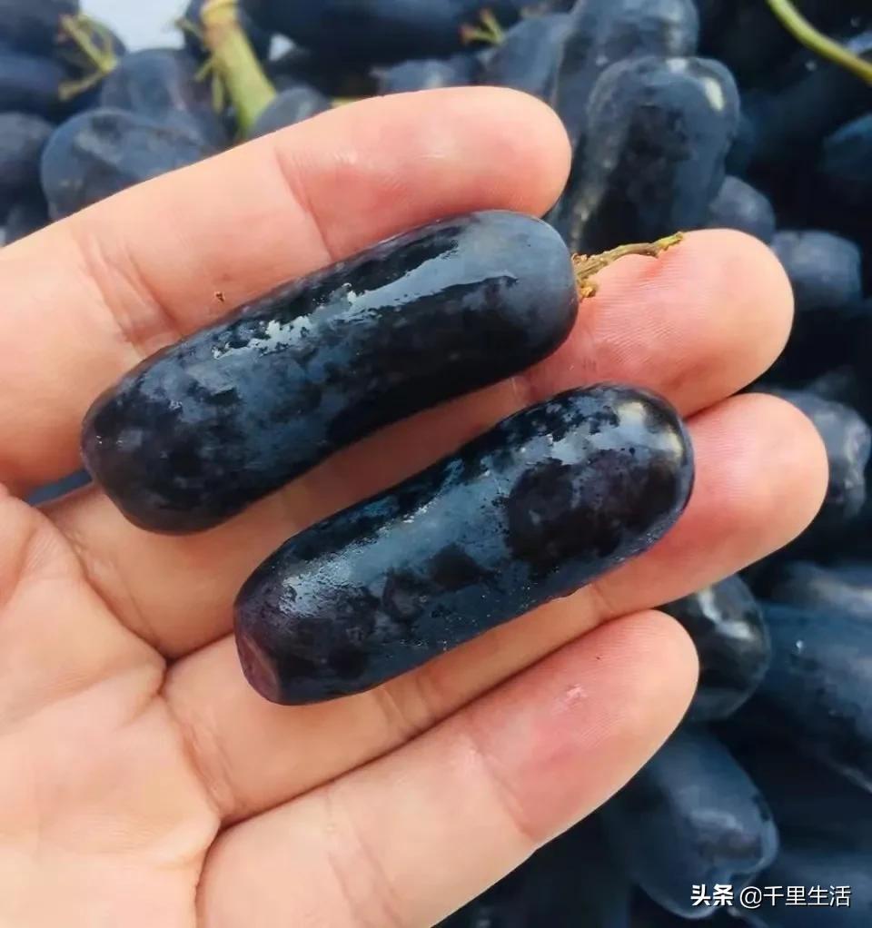 金手指葡萄提子,金手指蓝宝石葡萄无籽提子