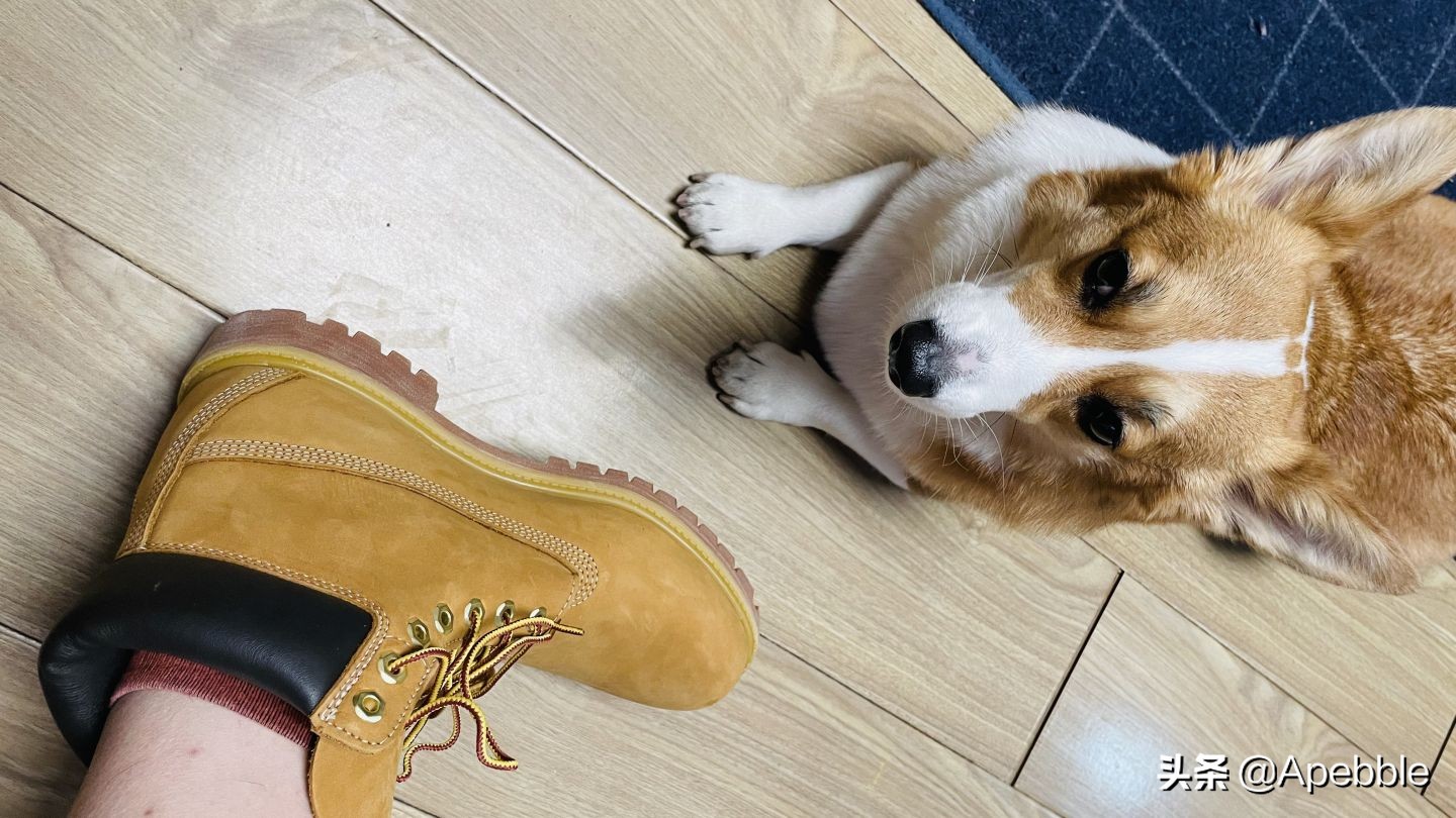 timberland大黄靴10061真假,踢不烂男款大黄靴测评