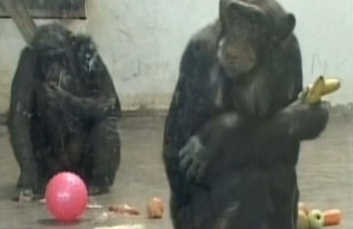 动物园的猩猩感染烟瘾,母猩猩染上烟瘾