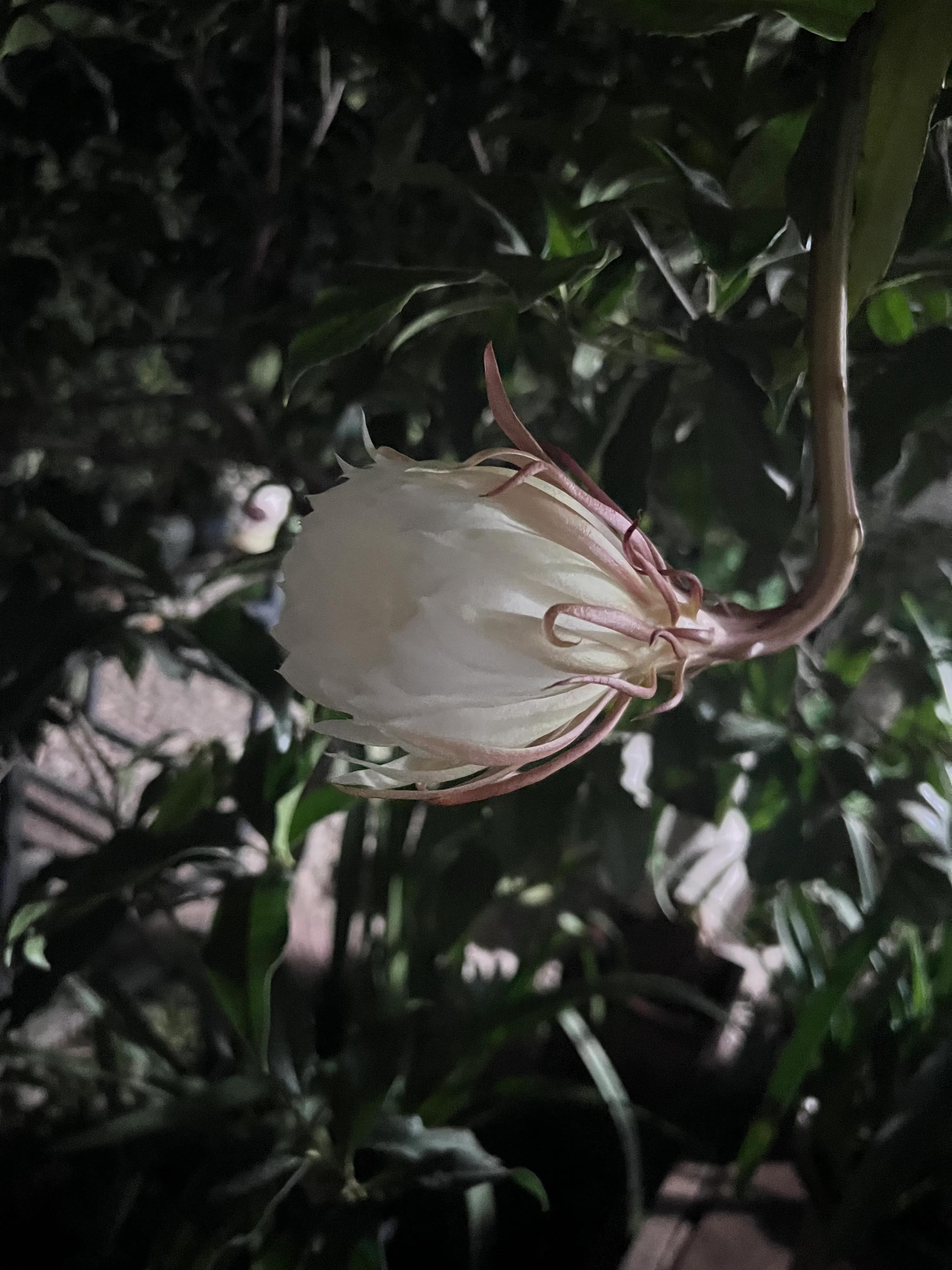 小院又恢复了往日的平静,小院又东风