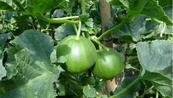 绿宝石香瓜的种植方法和注意事项,香瓜种植技术选瓜留瓜