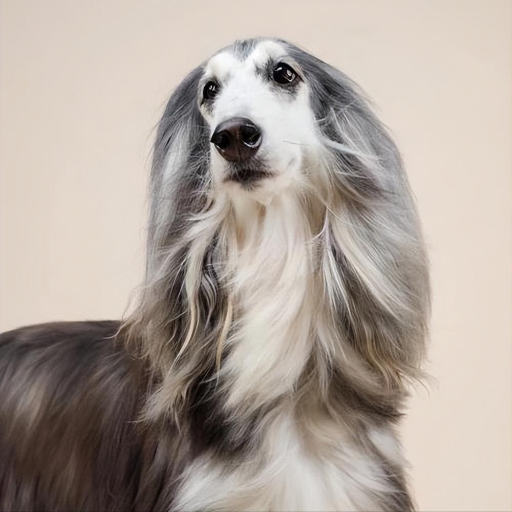 狗界“最笨”的3种狗和“最聪明”的3种狗，你也许养错了