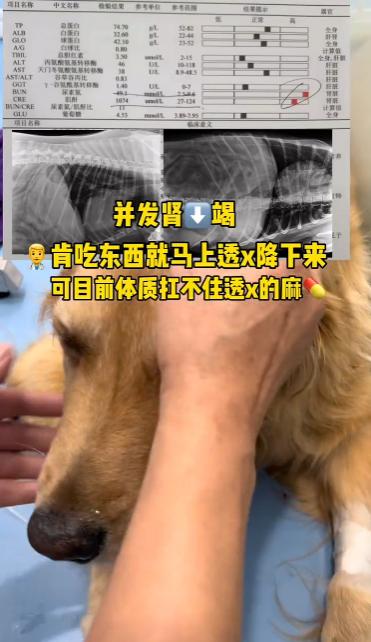 网红金毛coco到底是得了什么病,金毛coco离世原视频