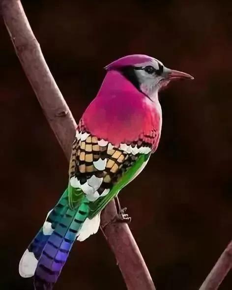 最美罕见的小鸟,全世界最罕见的小鸟