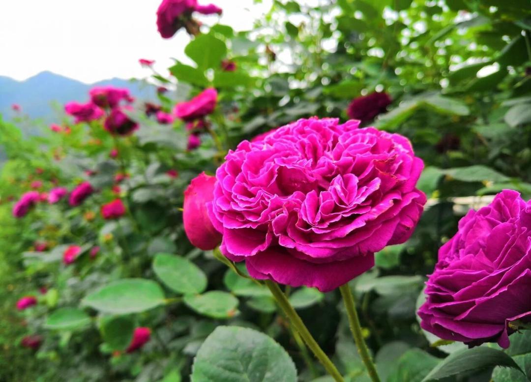 大寨玫瑰花海迷宫,花海迷宫大寨