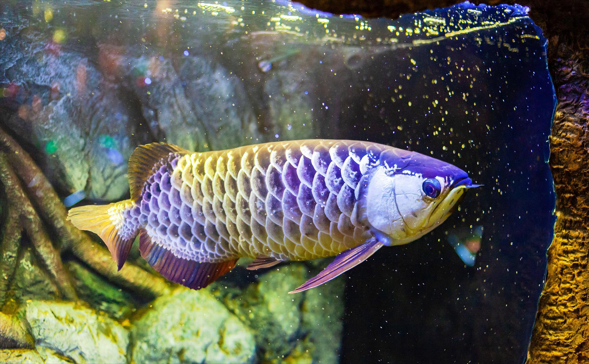 龙鱼尾巴有白点怎么回事呢,龙鱼尾巴上有白疙瘩是什么