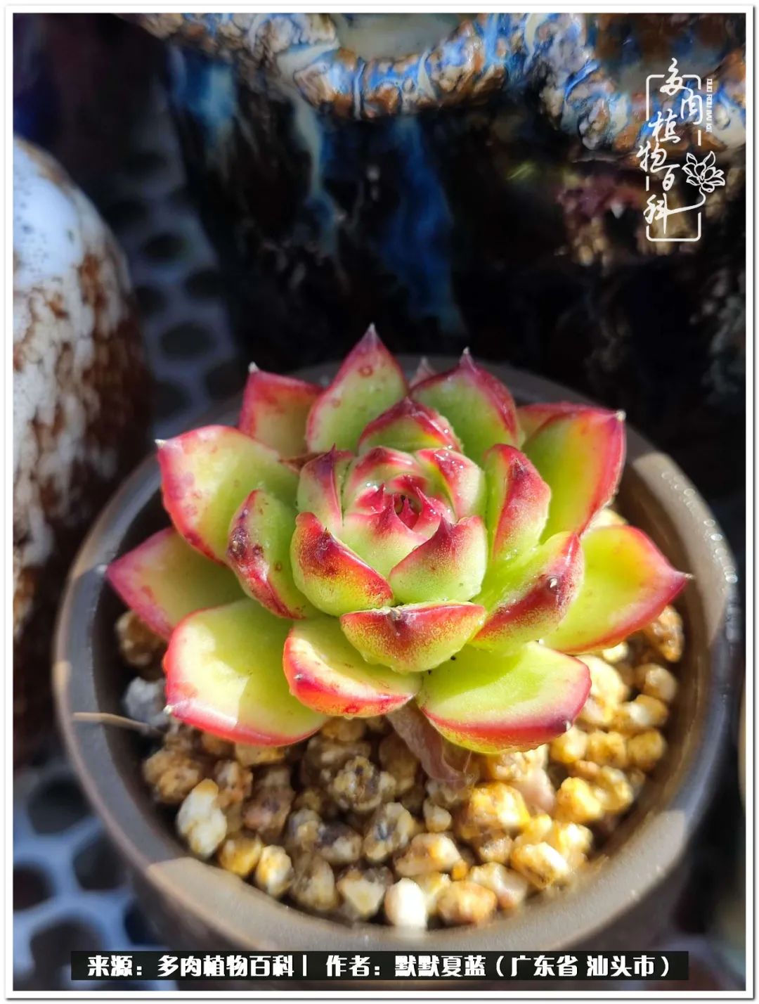 多肉虐我千百遍，我待多肉如初恋