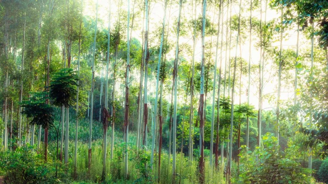 30首经典春归诗词邂逅最美的春天,十首最美春日诗词邂逅最美春愁