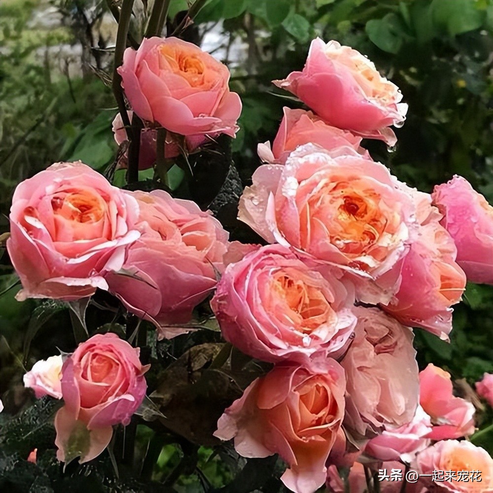 十大好养的月季,小众很仙月季