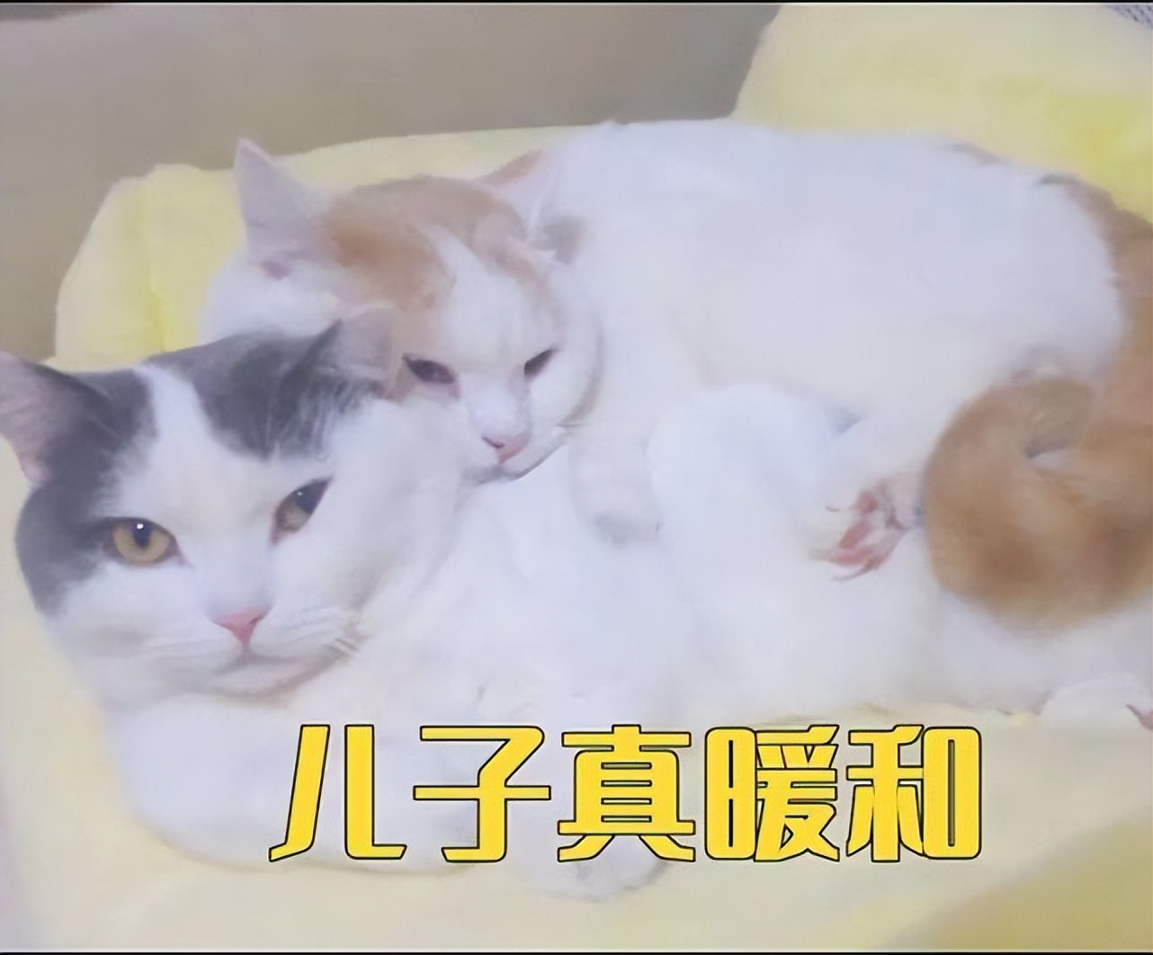 冬季猫咪取暖好物，你pick哪个？