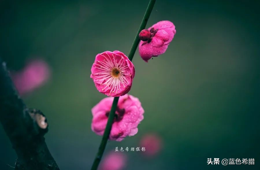 花花草草怎么拍出高级感,如何拍出惊艳的花卉