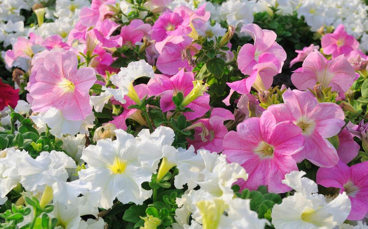 美丽的牵牛花绘本,美丽的牵牛花作文