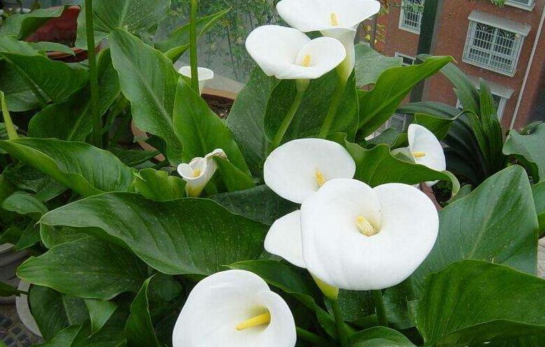 马蹄莲要怎么养才开花不断,马蹄莲怎么养才能长得好看