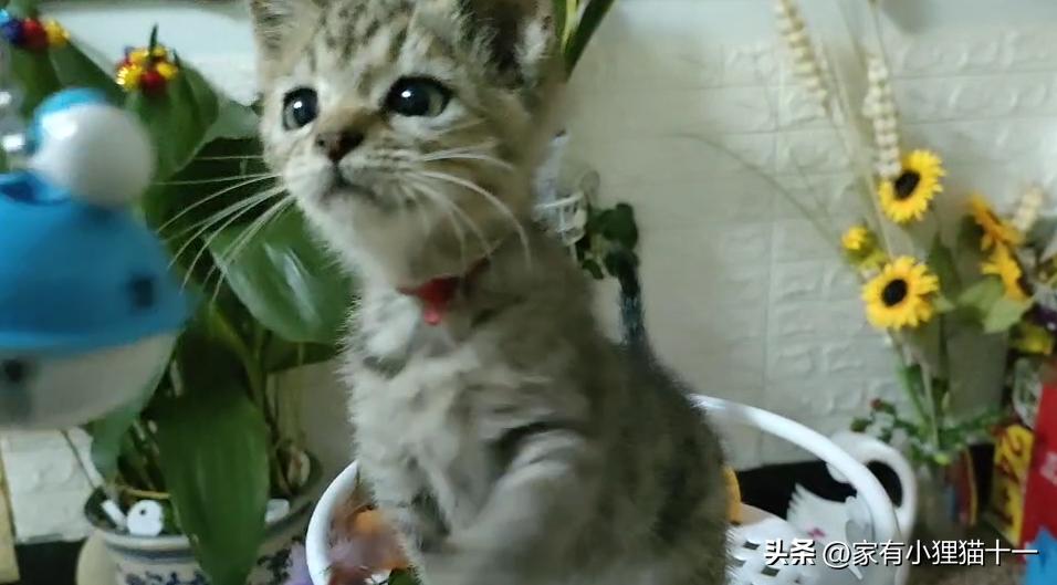 哪种猫适合新手养又便宜还不掉毛,这5大养猫禁忌很多铲屎官都犯过