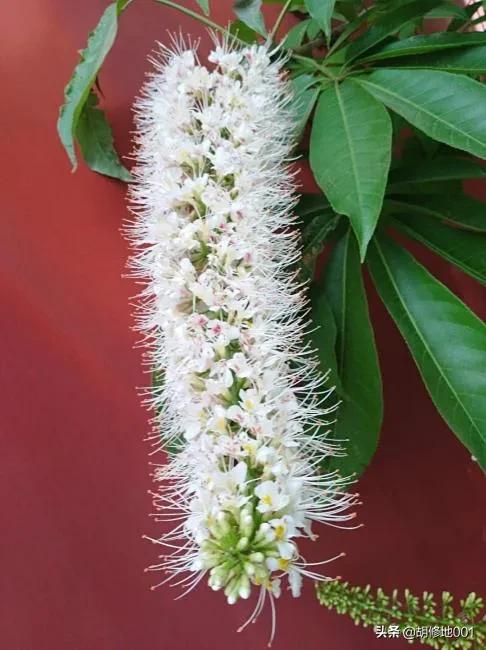 柳摇金：七叶树花