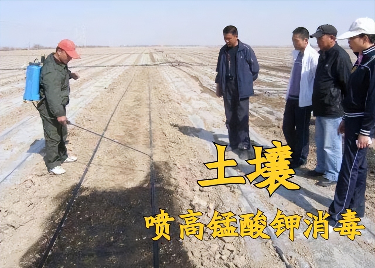 种菜感染真菌,高锰酸钾能杀死土壤真菌吗