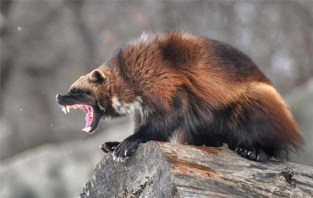 狼群偷袭棕熊的视频,狼群捕杀棕熊