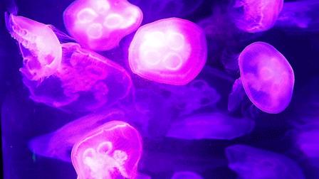 深圳小众好玩的景点排名榜,深圳小众海边旅游