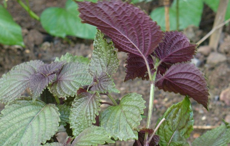 紫苏与生姜有什么作用,紫苏放生姜有什么效果