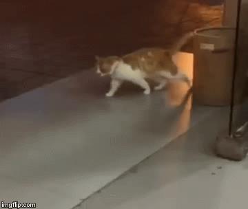 两只猫打架引众猫围观,两只猫打架一只翻肚皮