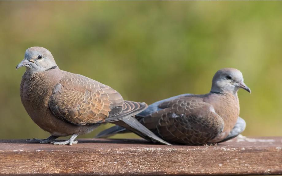 大斑鸠要吃小斑鸠吗,斑鸠喂食的危害