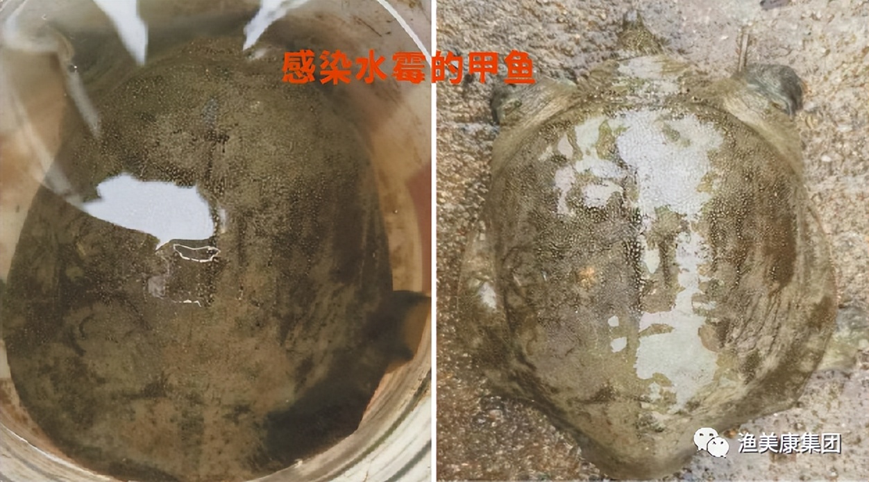 养殖甲鱼水霉病怎样处理,甲鱼腐甲最简单的处理