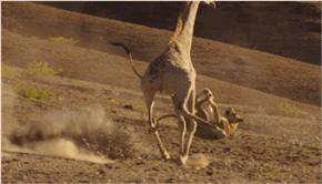 站着睡觉的动物有长颈鹿么,长颈鹿如何踢爆狮子