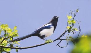 面包夹知识,面包夹心冷知识