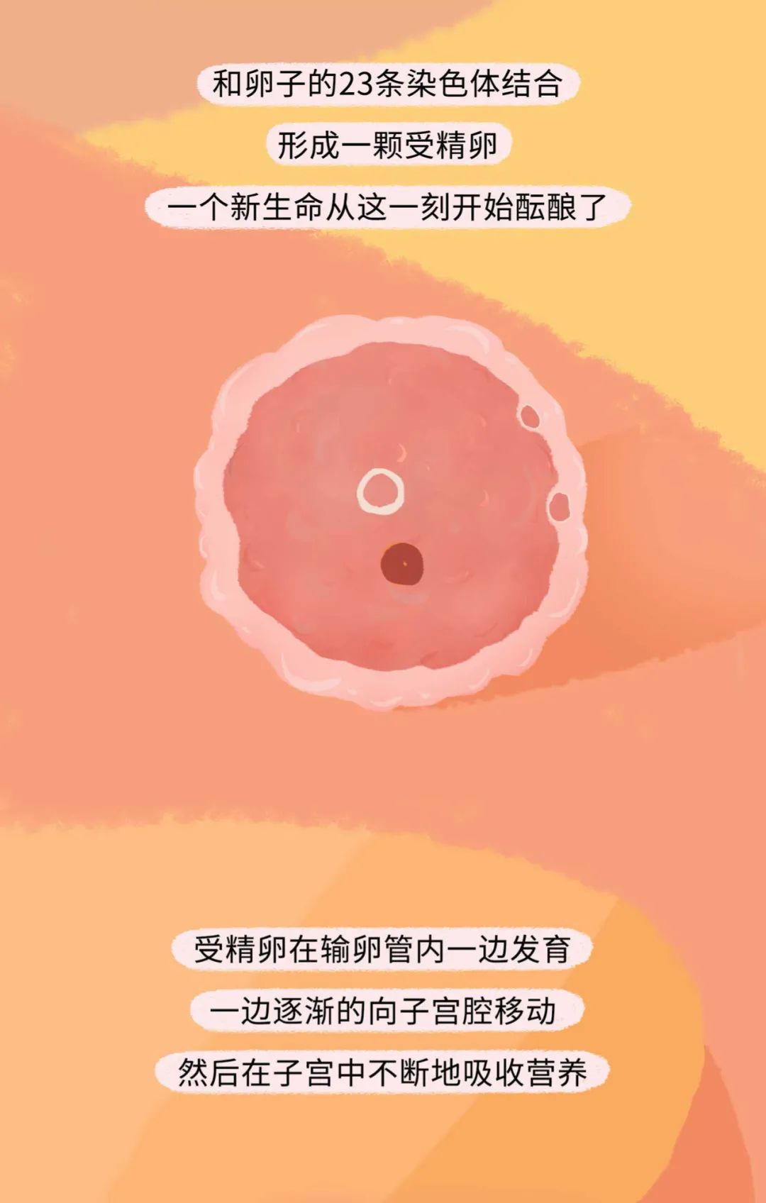 精子进入女生体内的全过程！（漫画）