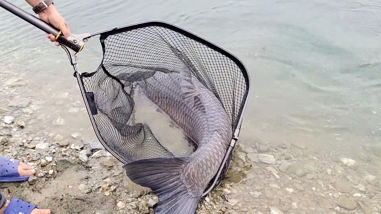 钓鱼人钓获“百斤青鱼王”,丹江口钓获最大青鱼纪录